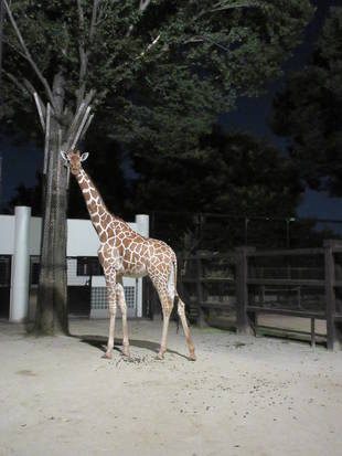 「モミジ」初ナイト★