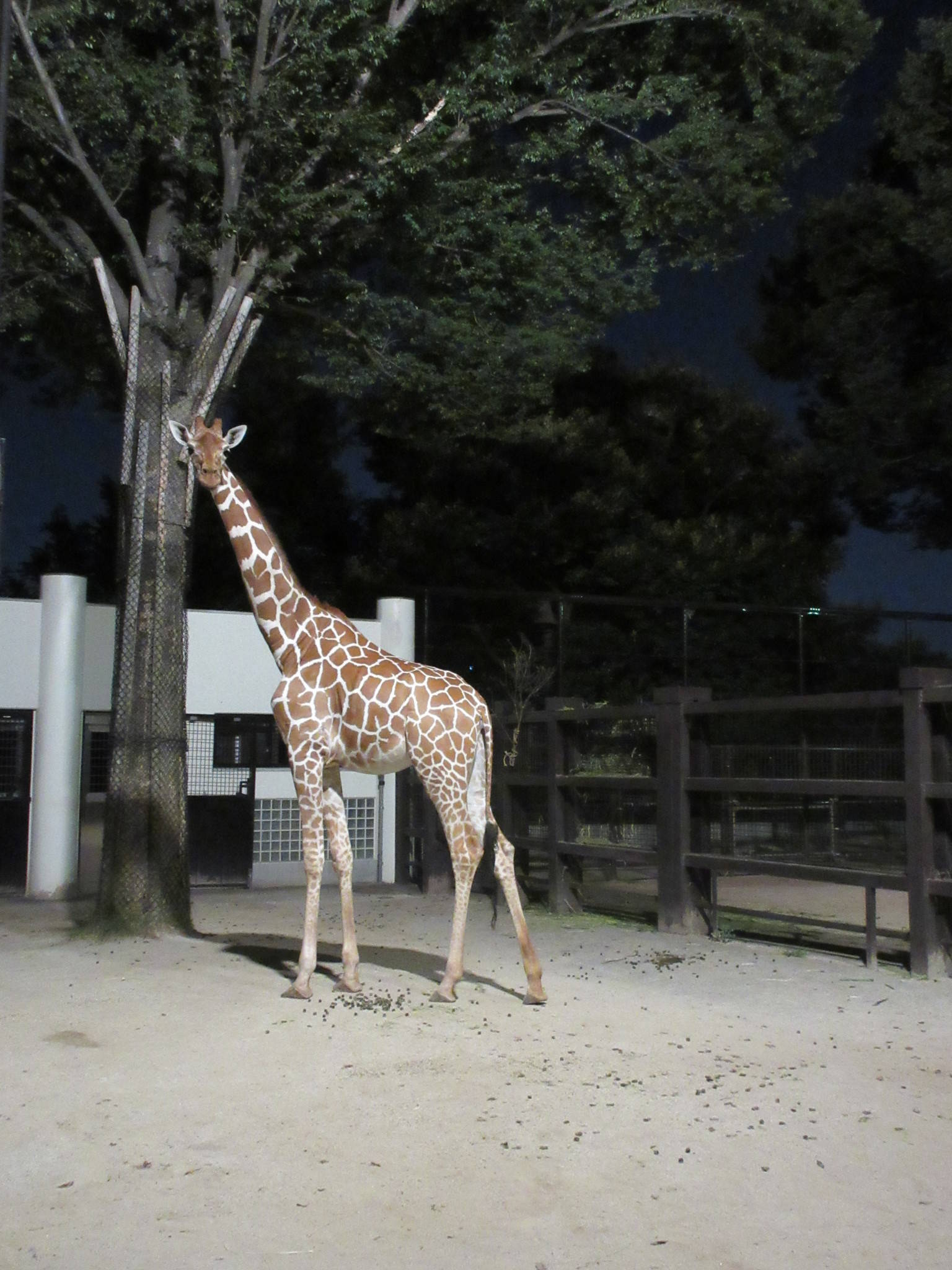 「モミジ」初ナイト★の写真