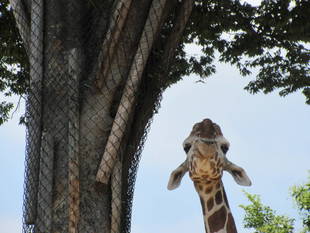 「そら」の尻尾の長さは？