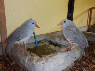 カグーのミドリンとムラリン