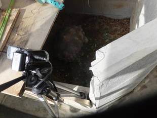 ヘサキリクガメが産卵しました。