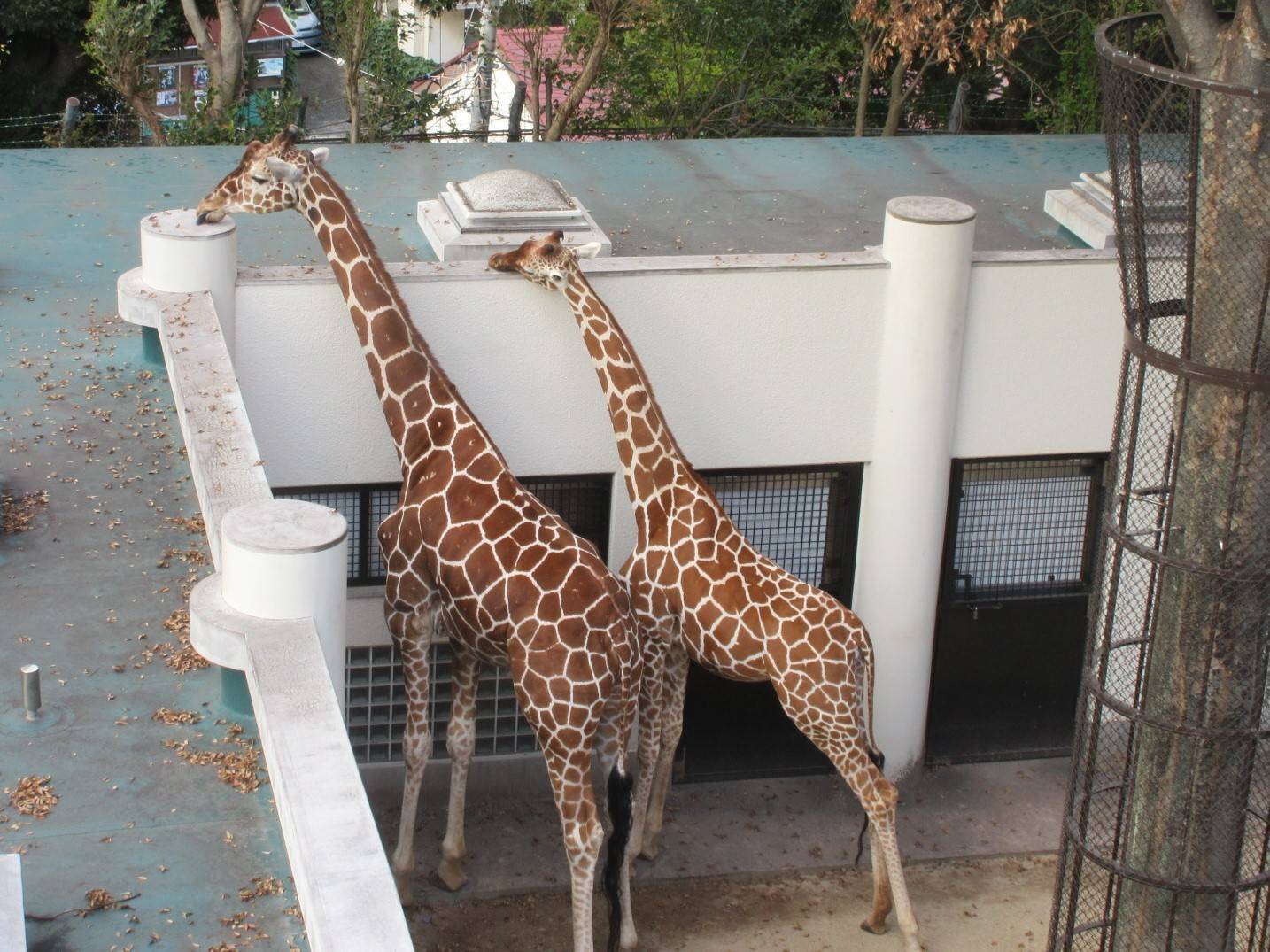 キリンのおへその写真
