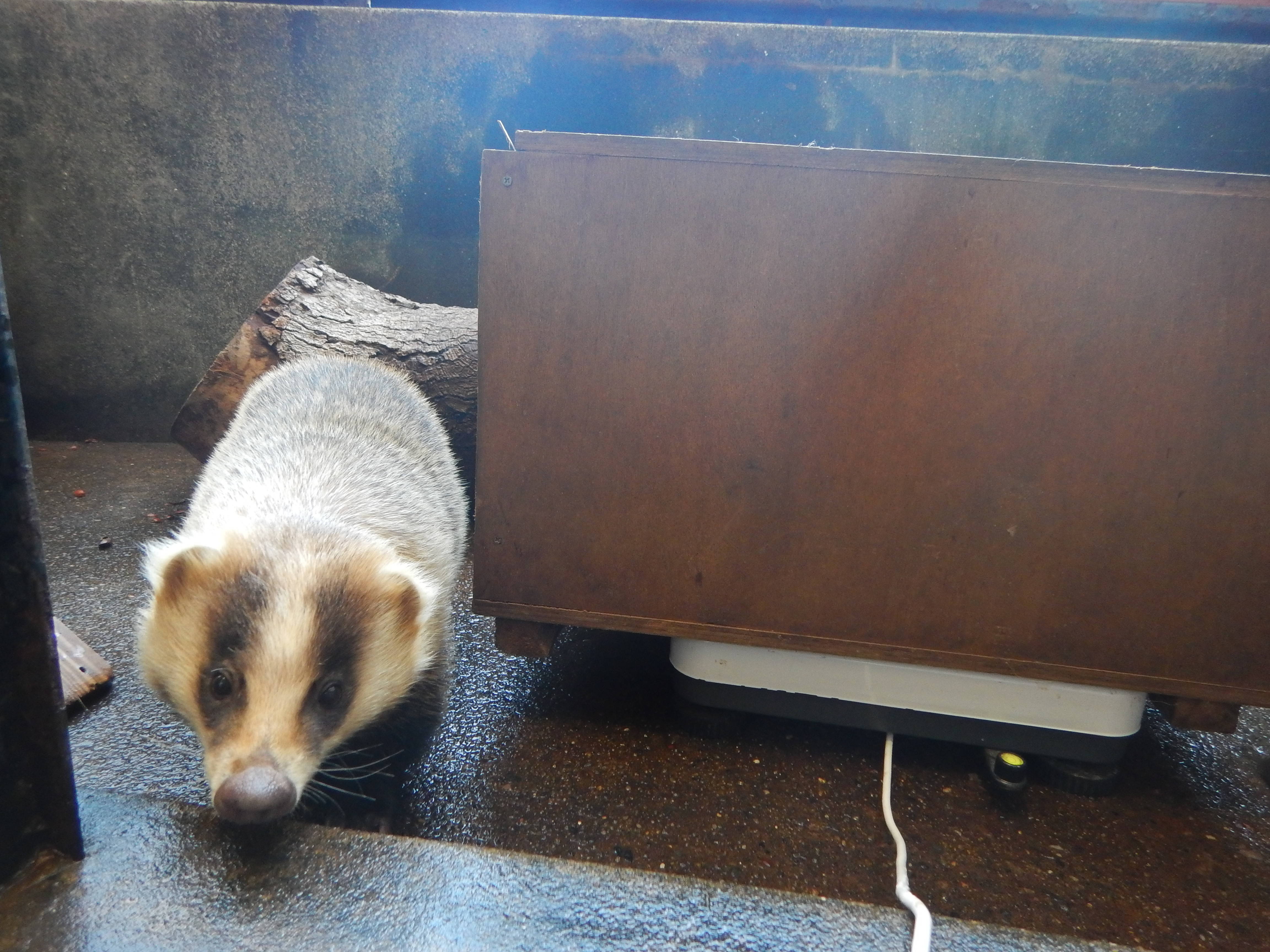 アナグマ三兄弟の体重測定の写真