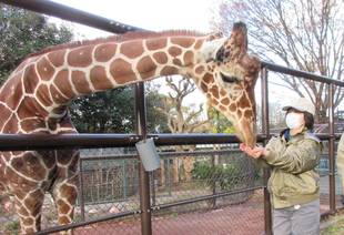 近くで見られるかも?