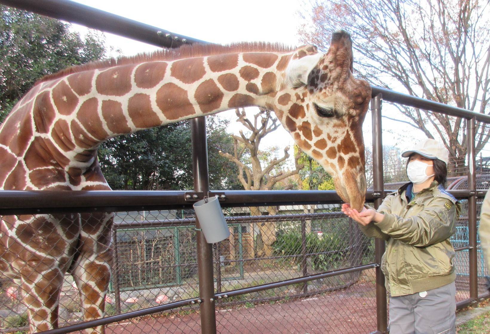 近くで見られるかも?の写真