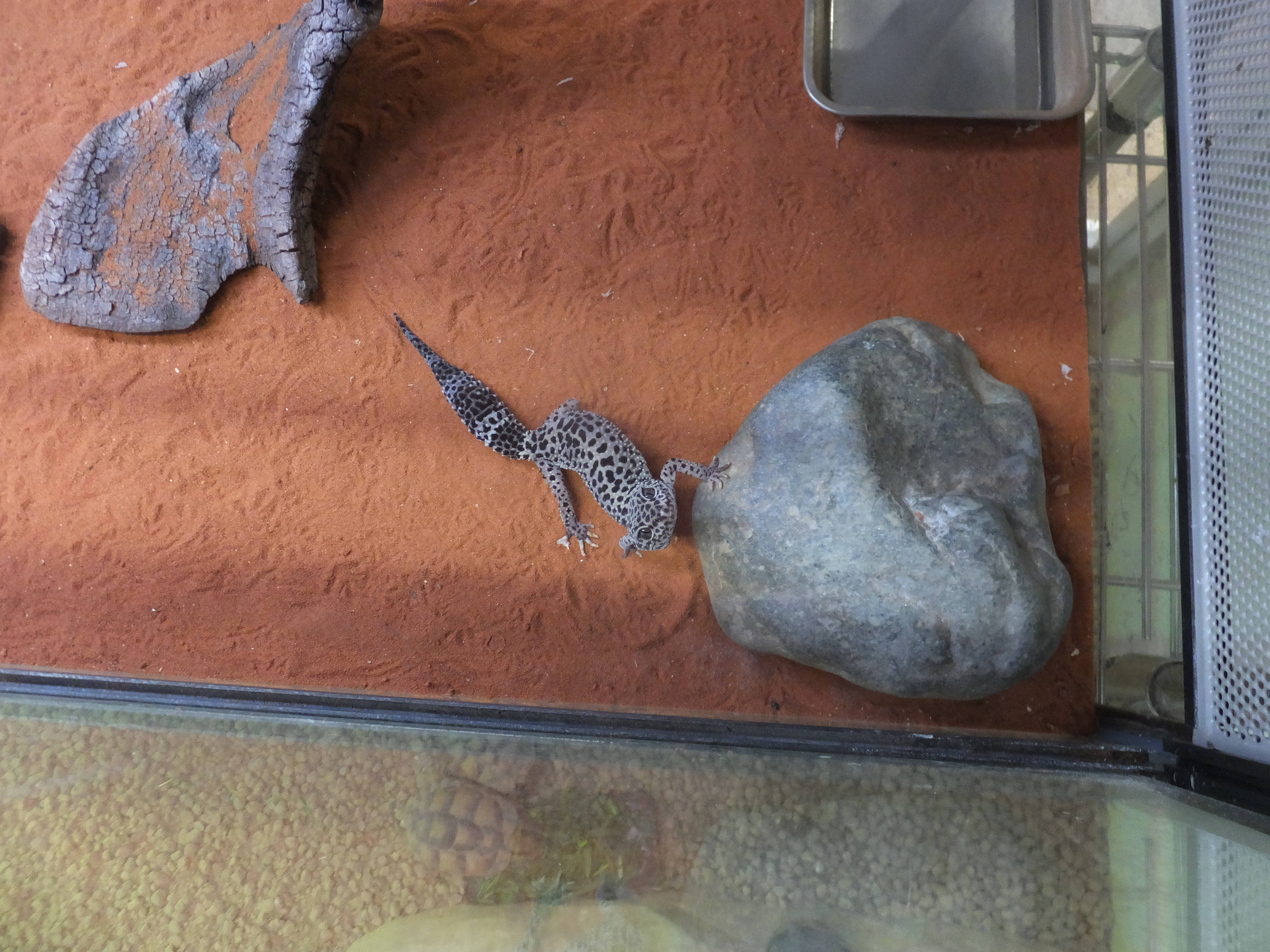 爬虫類館のleopardの写真