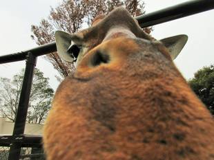 「そら」が「モミジ」が迫る!