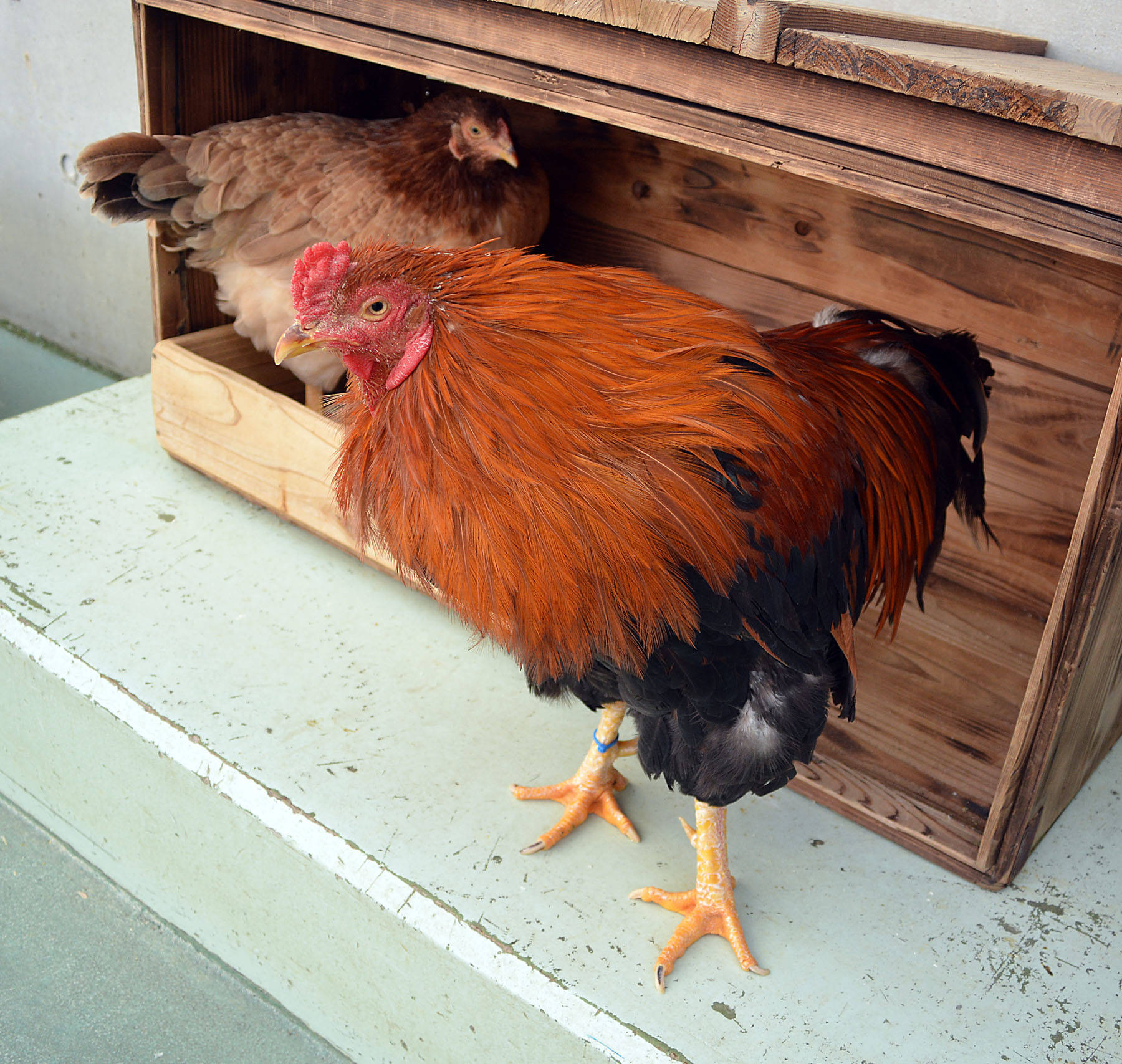 肉球くらべ<ニワトリの巻>の写真