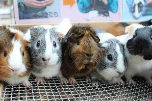 冬場の寒さ対策その①動物編