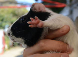 肉球くらべ<モルモットの巻>