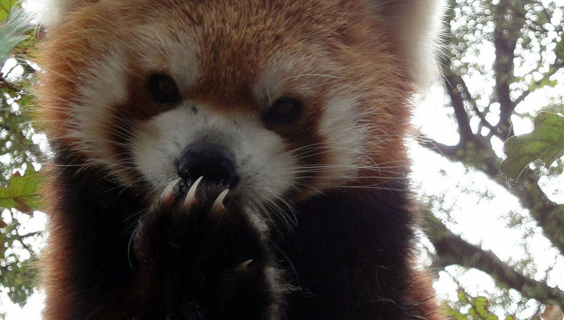 肉球くらべ<レッサーパンダの巻>の写真