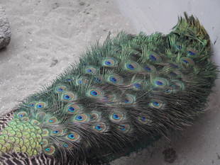 『ビフォー・アフター ~インドクジャク編~』のその後