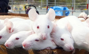 肉球くらべ<ハツカネズミの巻>