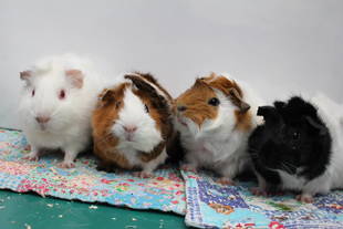 キラキラな若手が登場!