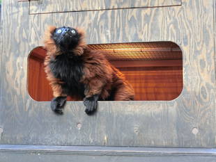 アカエリマキキツネザルの「ぽかぽかお日様箱」