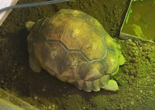 ヘサキリクガメがみたび産卵しました