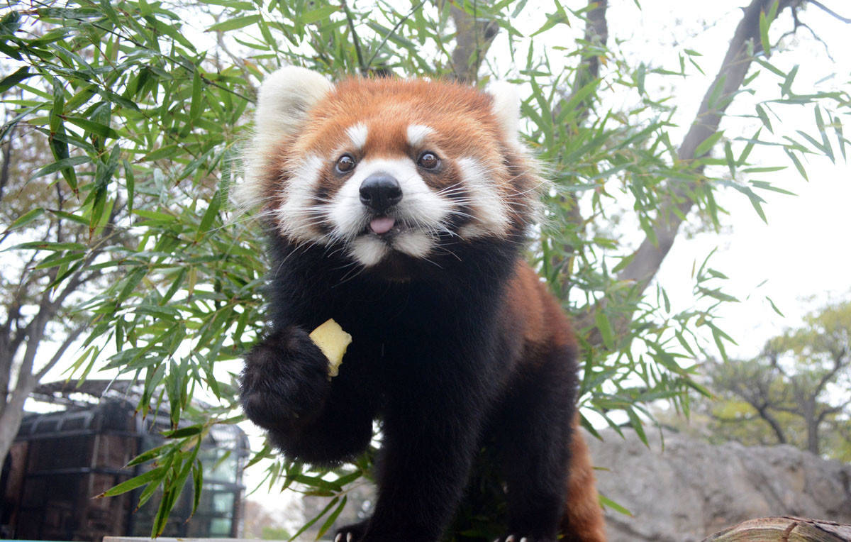 レッサーパンダの体重測定を行いました!の写真