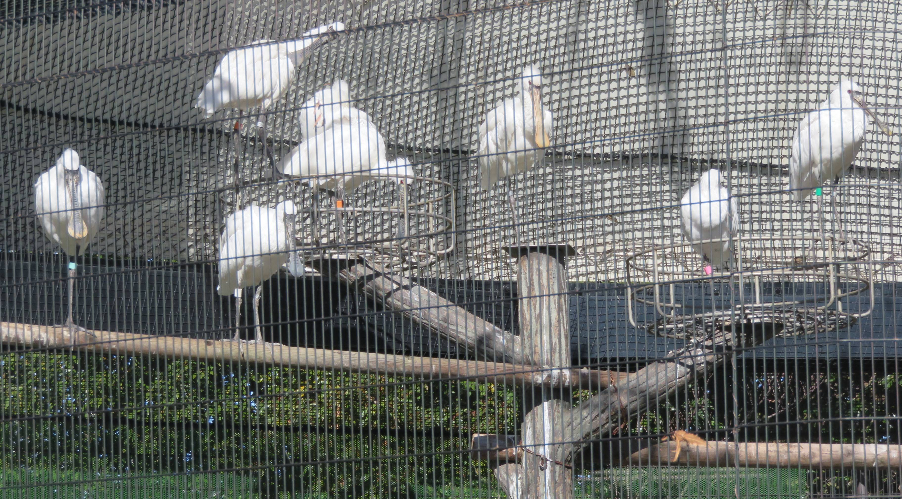 クロツラヘラサギの巣台掃除の写真
