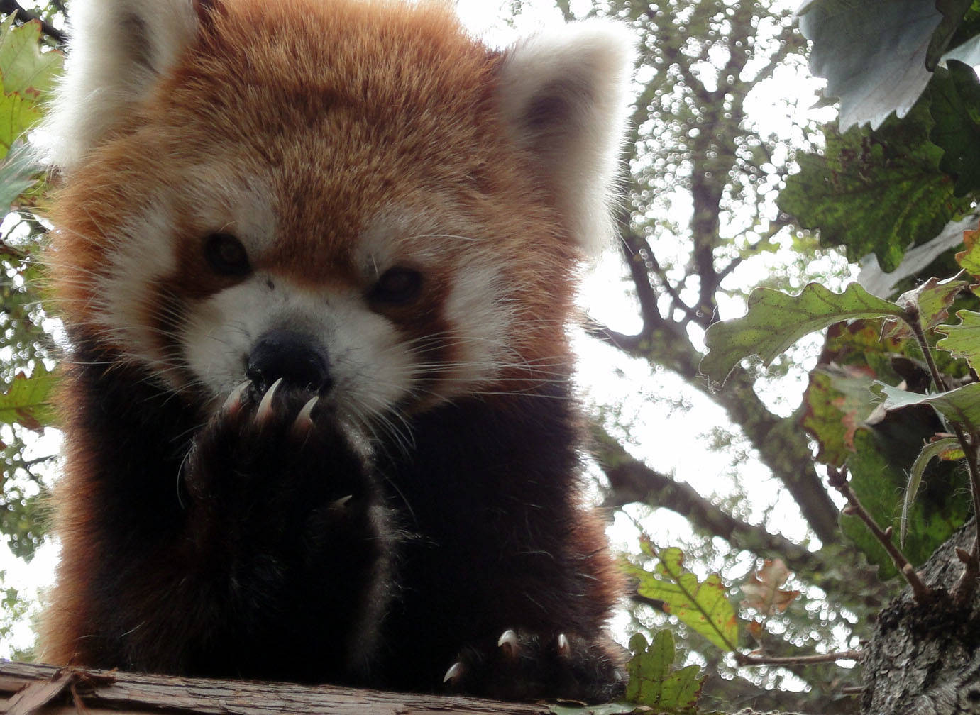 レッサーパンダの秘密基地!?の写真