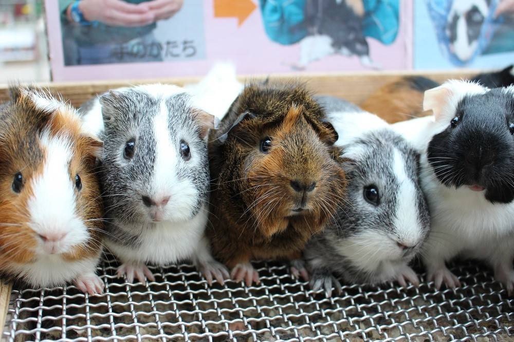 冬場の寒さ対策その②動物と人間編の写真