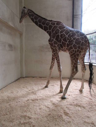 キリン舎の床材、お試し中。