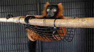 肉球くらべ＜アカエリマキキツネザルの巻＞