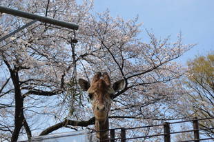 【予告】桜の開花状況をお知らせします。