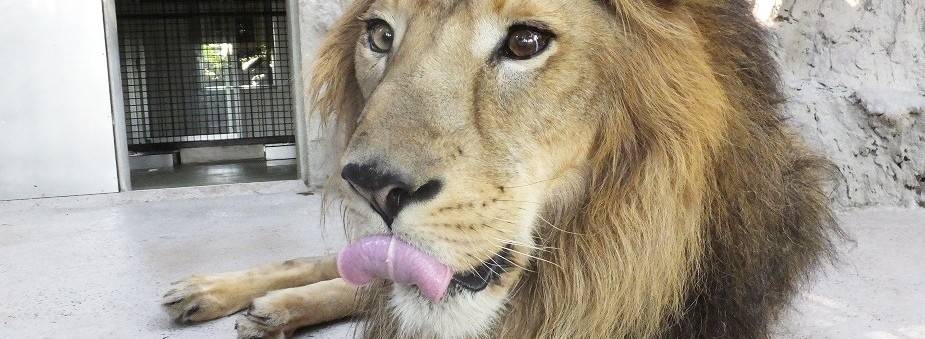 祝!!11歳になりましたの写真