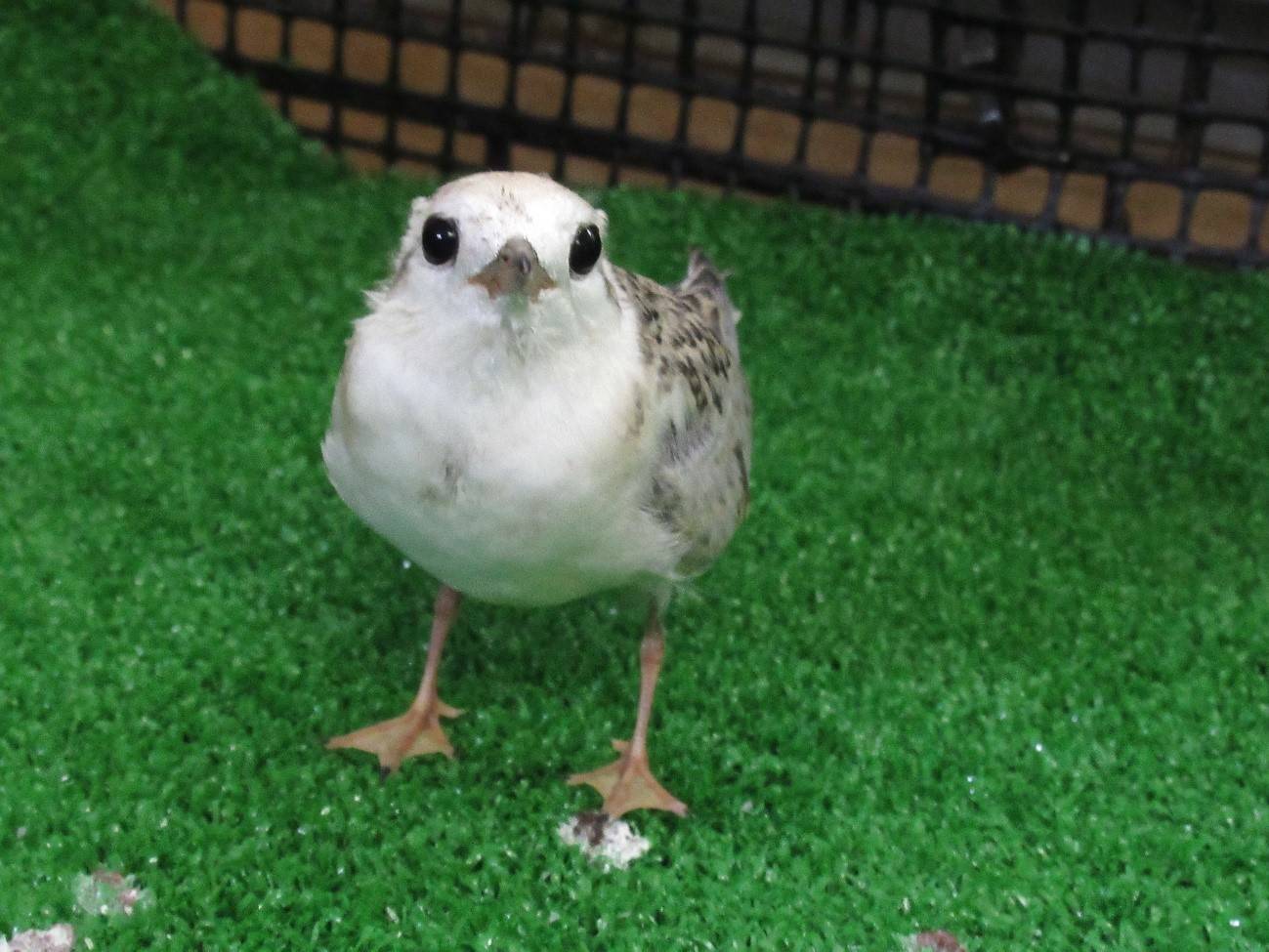 思ひ出の鳥2018の写真