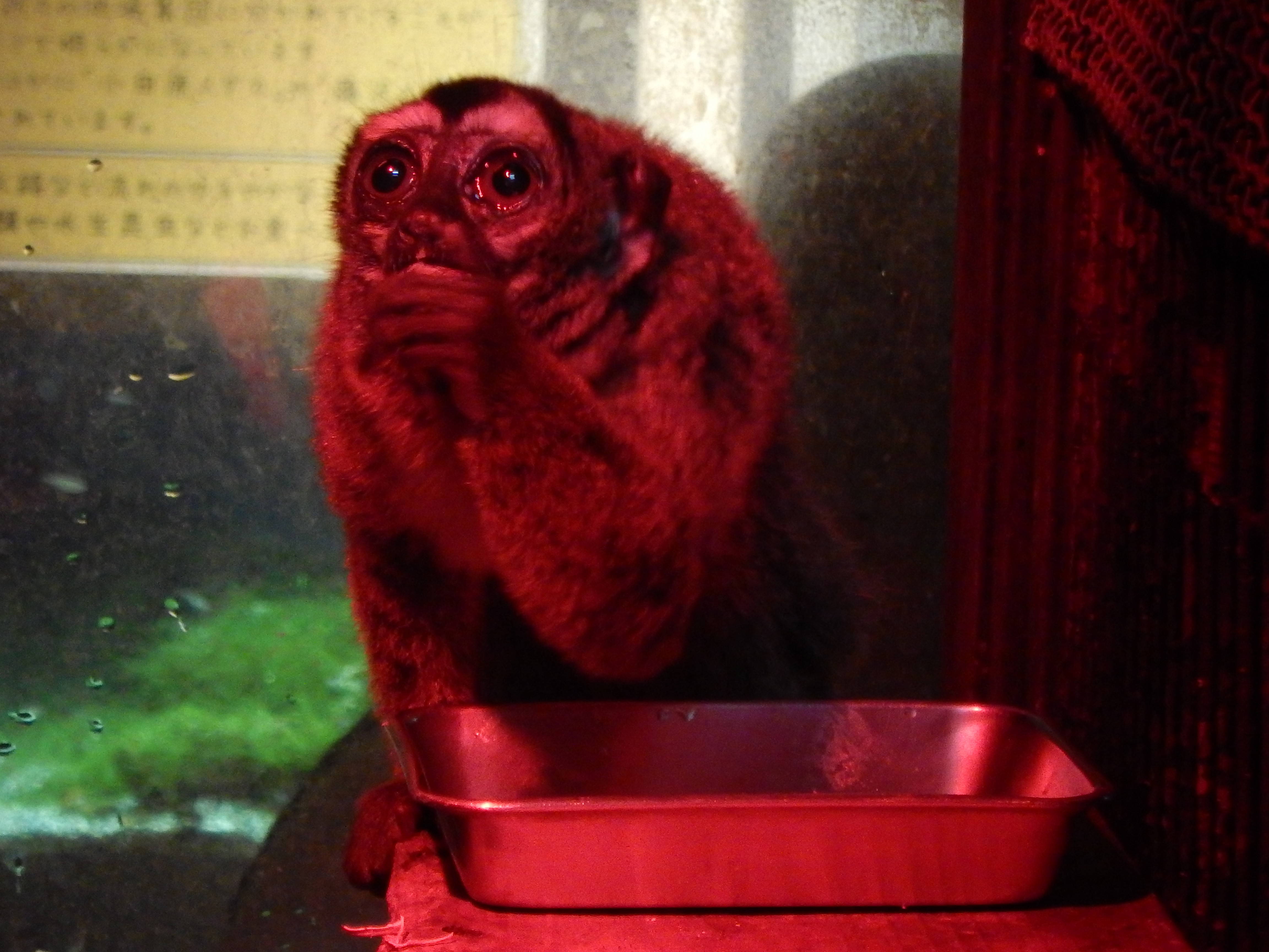 夜行獣舎のぽかぽかな冬の写真