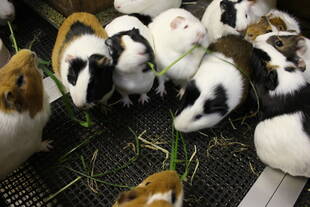 「なに食べてるの？」