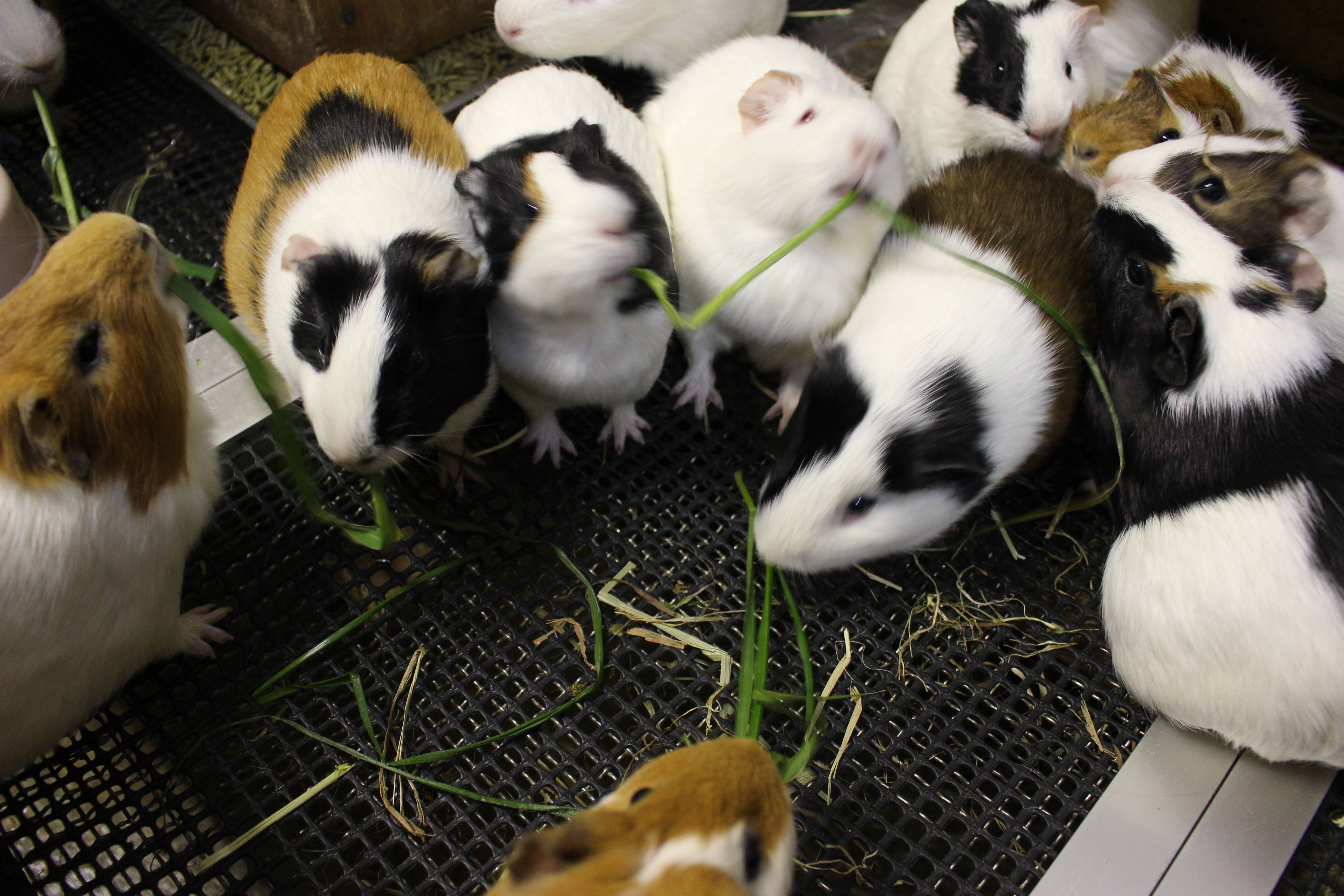 「なに食べてるの?」の写真