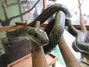 ふれあいお休み中のお知らせ