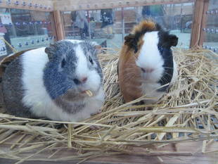 新たな仲間たちが登場