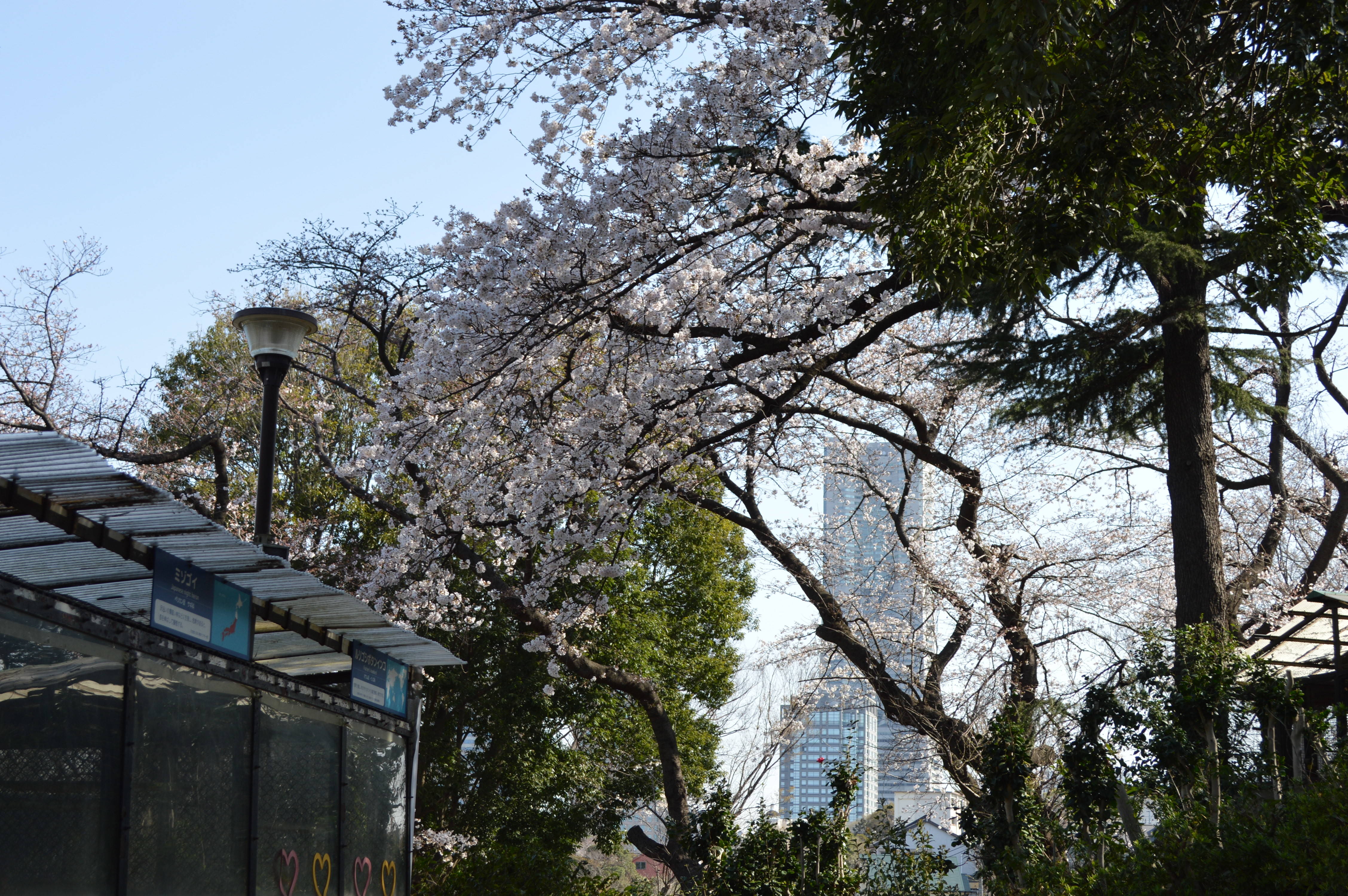 3月27日の開花状況の写真