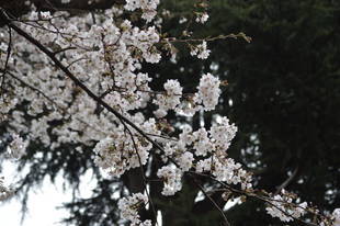 いよいよ見頃です