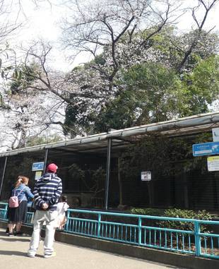 花もクジャクも