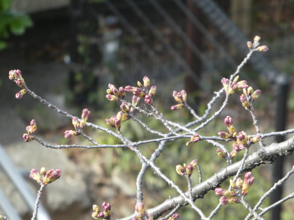 つぼみの先が!【爬虫類館】階段ヨコのサクラの写真