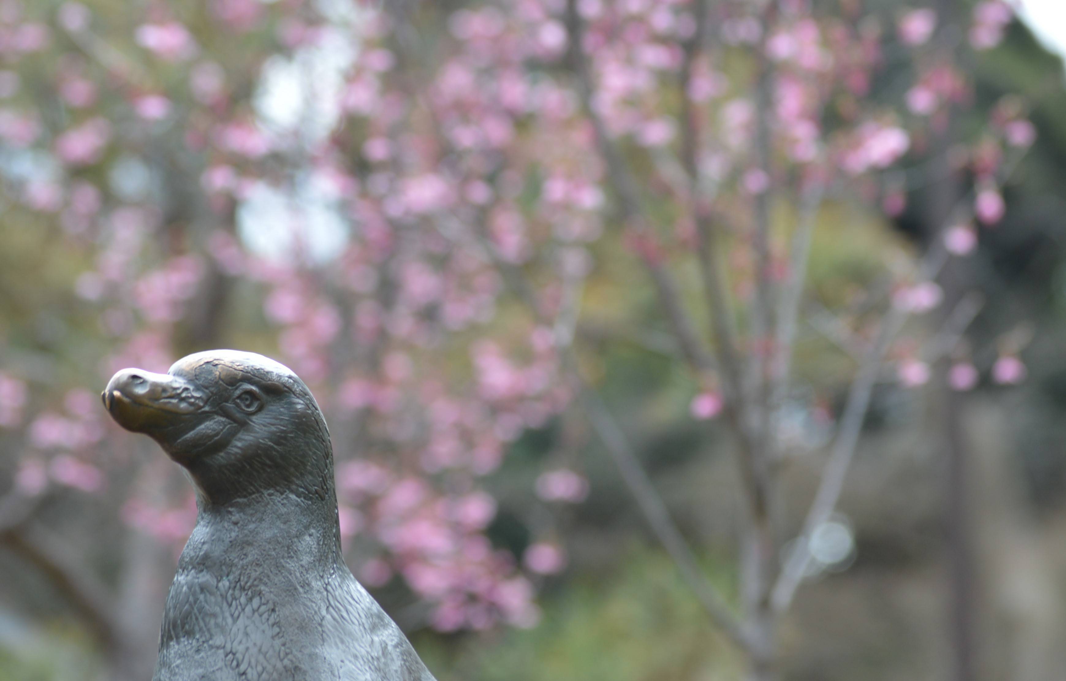 桜もイロイロの写真