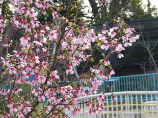 オカメザクラ満開！