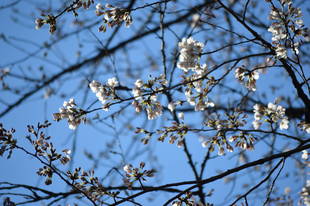 動物園内は三分咲き