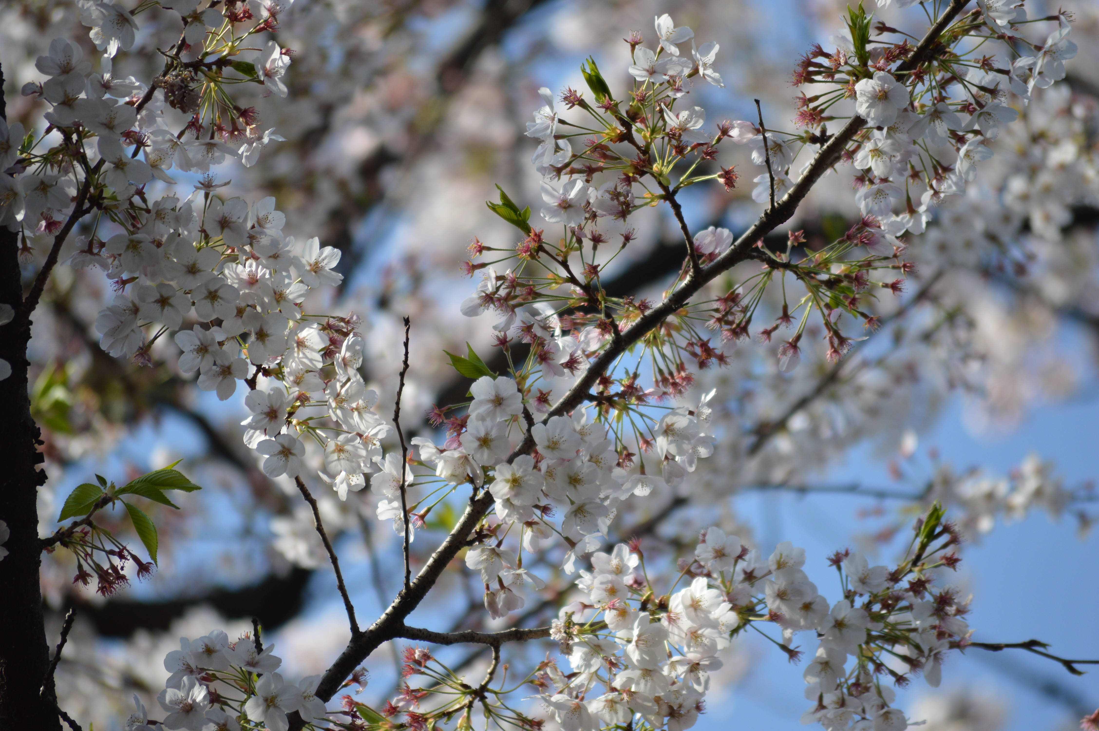 桜と動物たちの写真