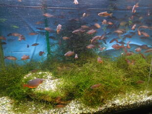 タナゴ舎に繁殖シーズン到来！