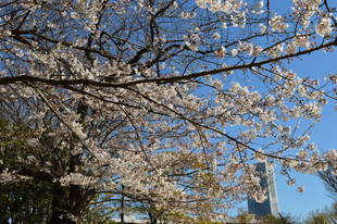 野毛山公園サクラ見頃です~散策地区~