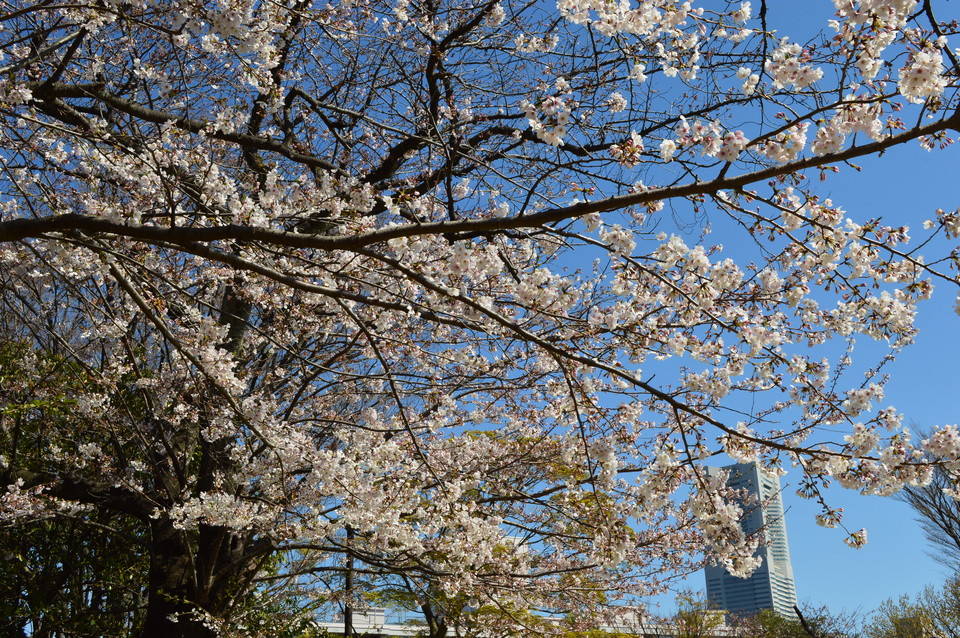 野毛山公園サクラ見頃です~散策地区~の写真