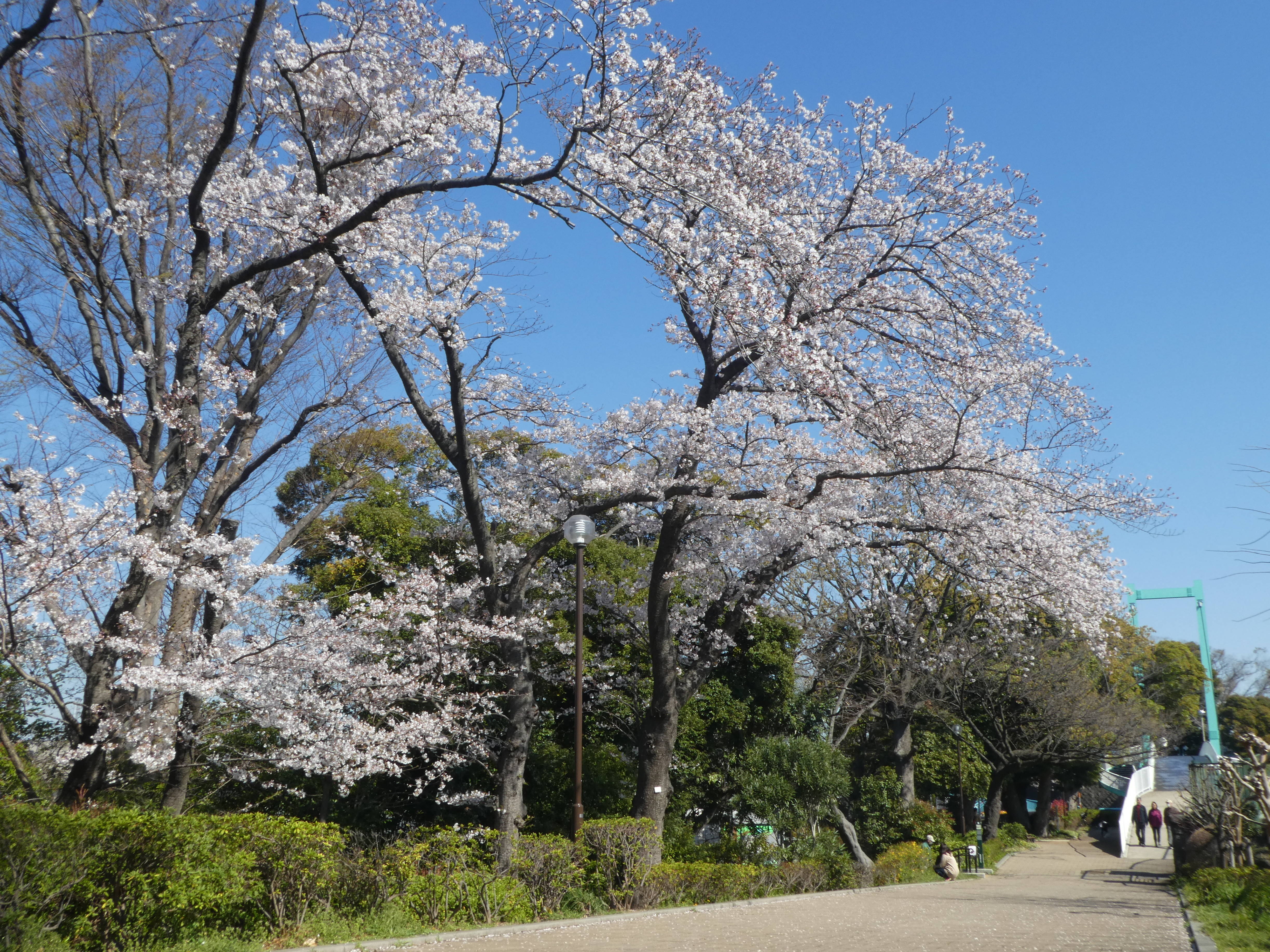 野毛山公園サクラ見頃です～展望地区～の写真