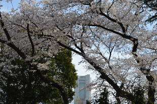 まだまだ見頃です