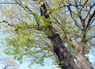桜の季節が到来しました!