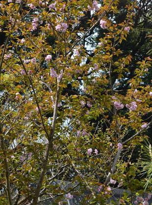 八重桜が見頃です