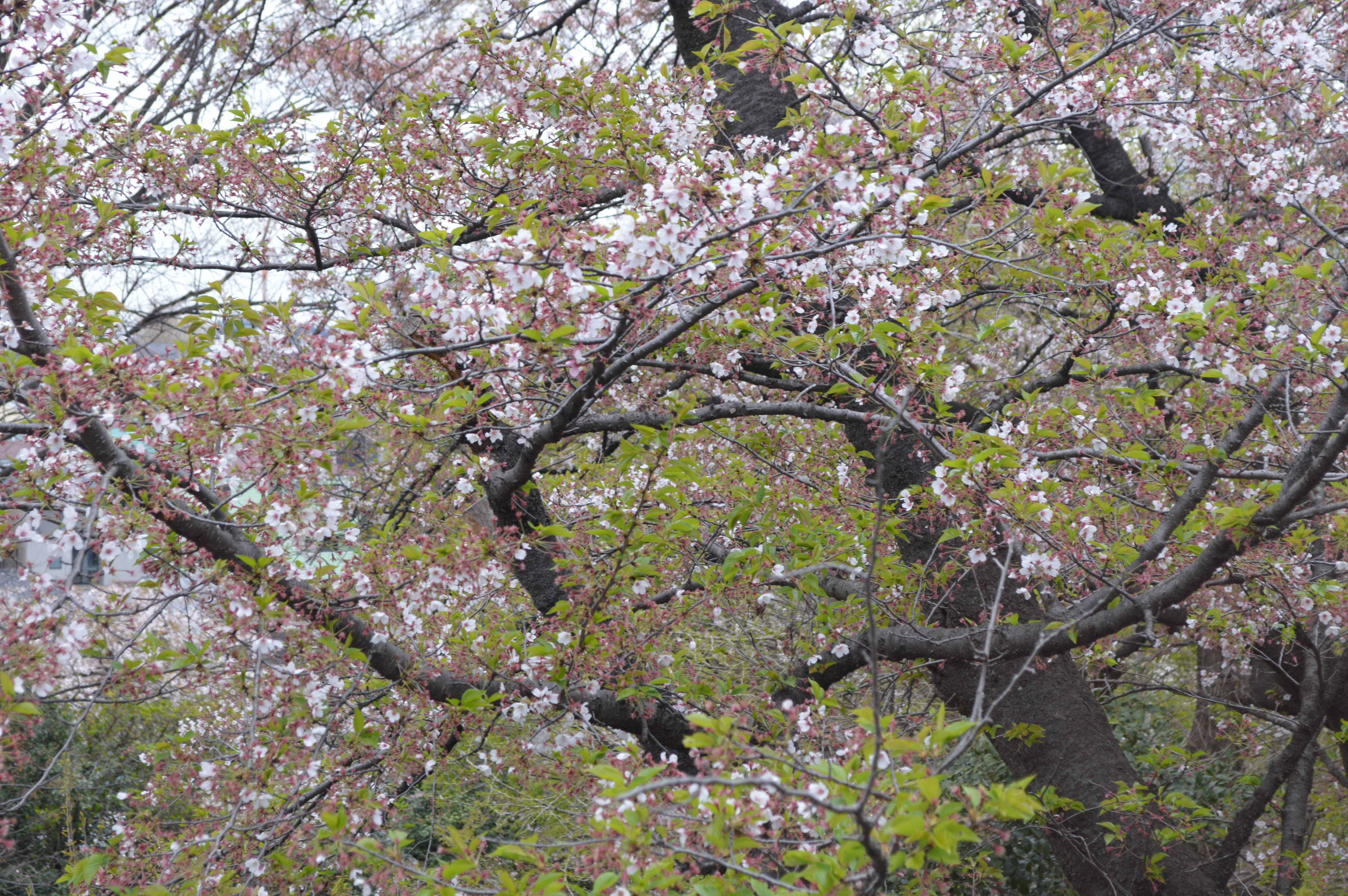 ありがとう桜の写真